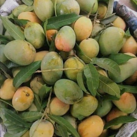 হিমসাগর আম - 10kg